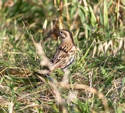 Pine Bunting (Emberiza leucocephalos)