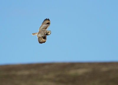 Short-eared Owl (Asio flammeus)