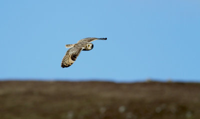 Short-eared Owl (Asio flammeus)