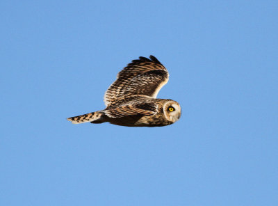 Short-eared Owl (Asio flammeus)