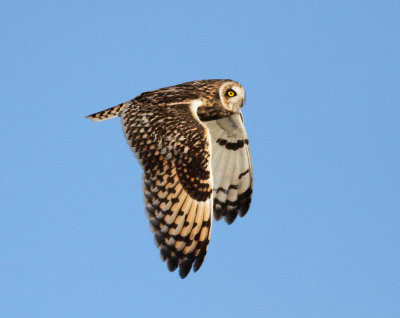 Short-eared Owl (Asio flammeus)