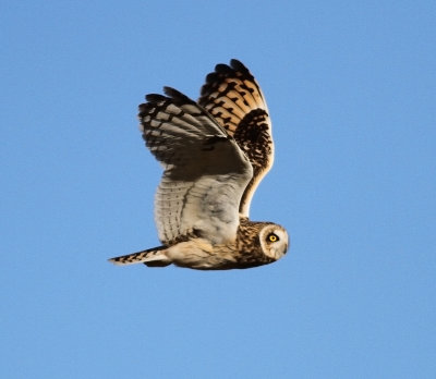 Short-eared Owl (Asio flammeus)
