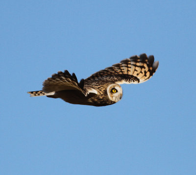 Short-eared Owl (Asio flammeus)