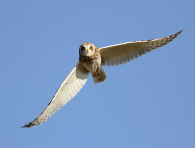 Short-eared Owl (Asio flammeus)