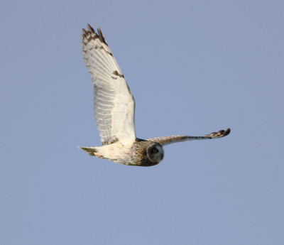 Short-eared Owl (Asio flammeus)
