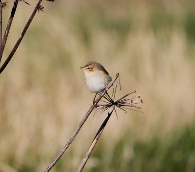 Siberian Chiffchaff (Phylloscopus collybita tristis)