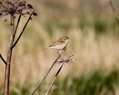 Siberian Chiffchaff (Phylloscopus collybita tristis)