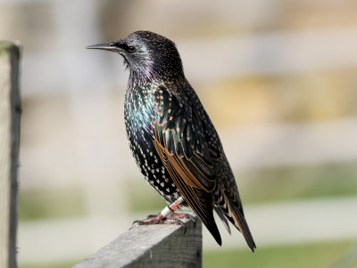 Starling (Sturnus vulgaris)