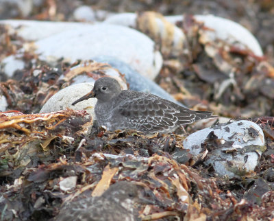 Purple Sandpiper (Calidris maritima)