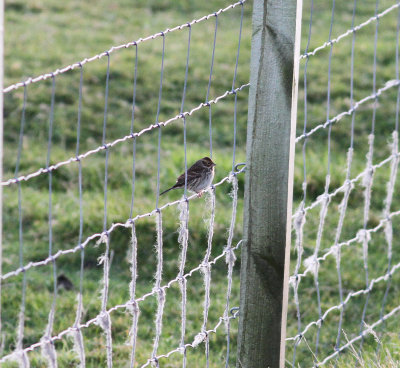 Little Bunting (Emberiza pusilla)