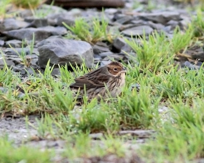 Little Bunting (Emberiza pusilla)