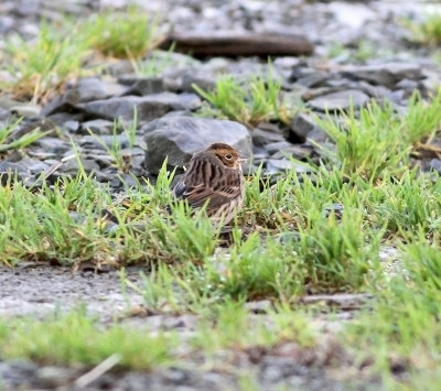 Little Bunting (Emberiza pusilla)