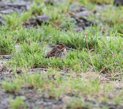Little Bunting (Emberiza pusilla)