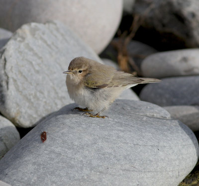 Siberian Chiffchaff (Phylloscopus collybita tristis)