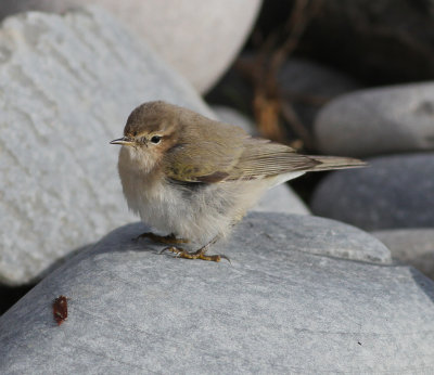 Siberian Chiffchaff (Phylloscopus collybita tristis)