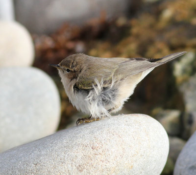 Siberian Chiffchaff (Phylloscopus collybita tristis)