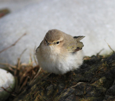 Siberian Chiffchaff (Phylloscopus collybita tristis)