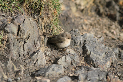 Siberian Chiffchaff (Phylloscopus collybita tristis)
