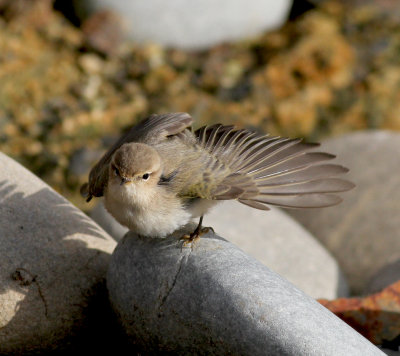 Siberian Chiffchaff (Phylloscopus collybita tristis)