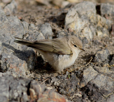 Siberian Chiffchaff (Phylloscopus collybita tristis)