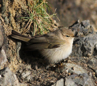Siberian Chiffchaff (Phylloscopus collybita tristis)
