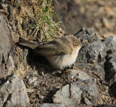 Siberian Chiffchaff (Phylloscopus collybita tristis)