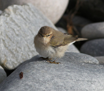 Siberian Chiffchaff (Phylloscopus collybita tristis)