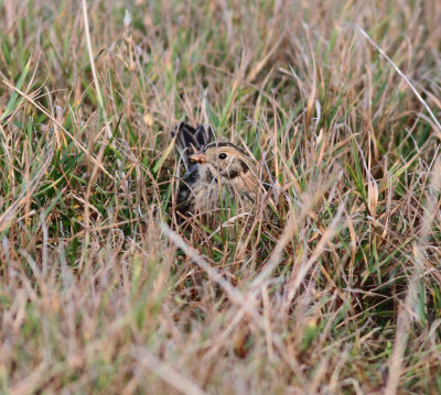 Lapland Bunting (Calcarius lapponicus)