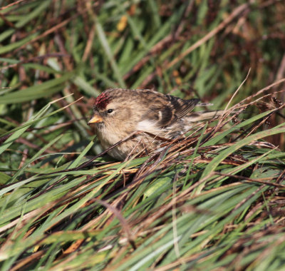 Lesser redpoll (Acanthis cabaret)