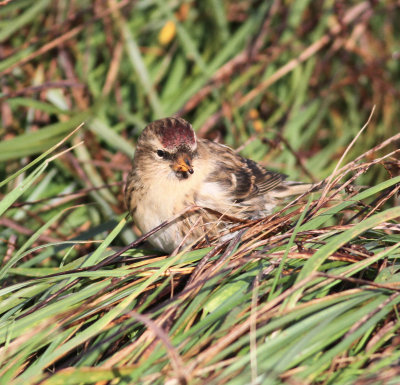 Lesser redpoll (Acanthis cabaret)