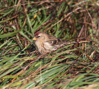 Lesser redpoll (Acanthis cabaret)
