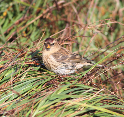 Lesser redpoll (Acanthis cabaret)