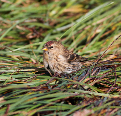 Lesser redpoll (Acanthis cabaret)