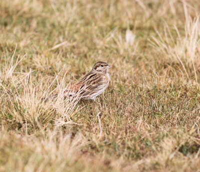 Pine Bunting (Emberiza leucocephalos)