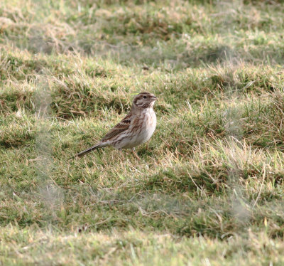 Pine Bunting (Emberiza leucocephalos)