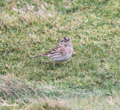 Pine Bunting (Emberiza leucocephalos)