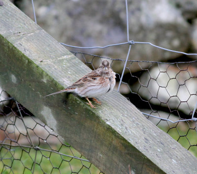 Pine Bunting (Emberiza leucocephalos)