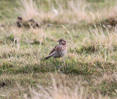 Pine Bunting (Emberiza leucocephalos)