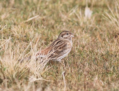 Pine Bunting (Emberiza leucocephalos)