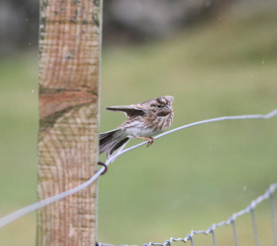 Pine Bunting (Emberiza leucocephalos)