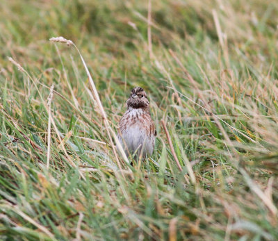 Pine Bunting (Emberiza leucocephalos)