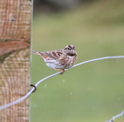 Pine Bunting (Emberiza leucocephalos)