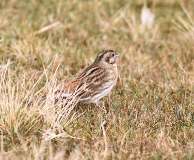 Pine Bunting (Emberiza leucocephalos)