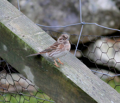 Pine Bunting (Emberiza leucocephalos)