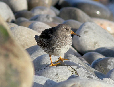 Purple Sandpiper (Calidris maritima)
