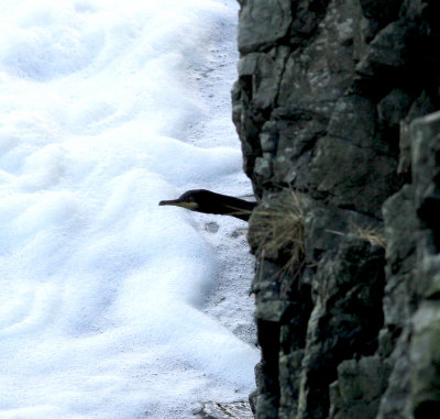Shag (Phalacrocorax aristotelis)