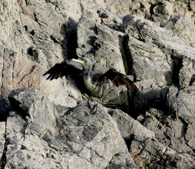 Shag (Phalacrocorax aristotelis)
