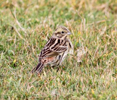 Yellowhammer (Emberiza citrinella)