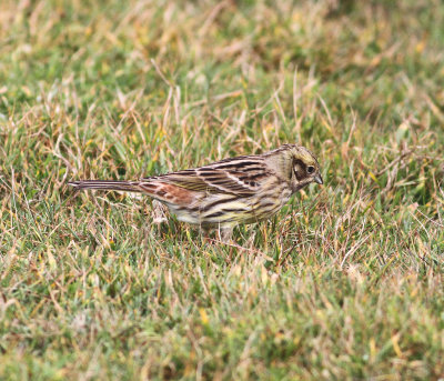 Yellowhammer (Emberiza citrinella)