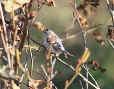 Coues' Arctic Redpoll (Carduelis hornemanni exilipes)